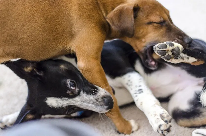 szczeniak z matką i rodzeństwem nauka gryzienia