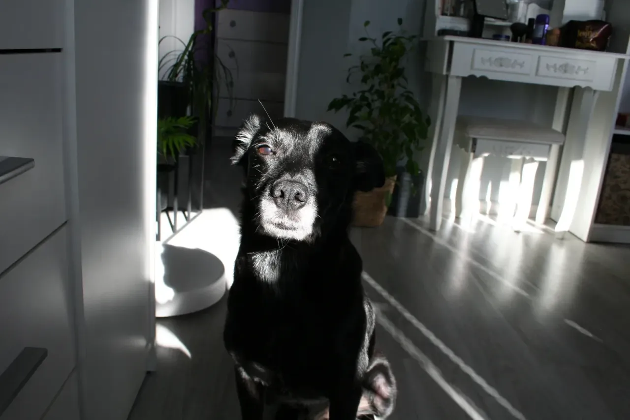 Behawiorysta obalający mit dominacji u psów