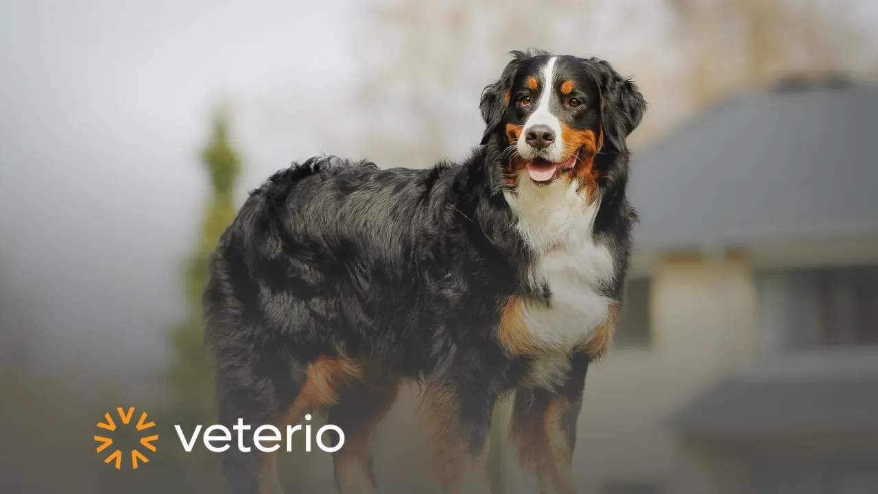 Rasy psów narażone na dysplazję