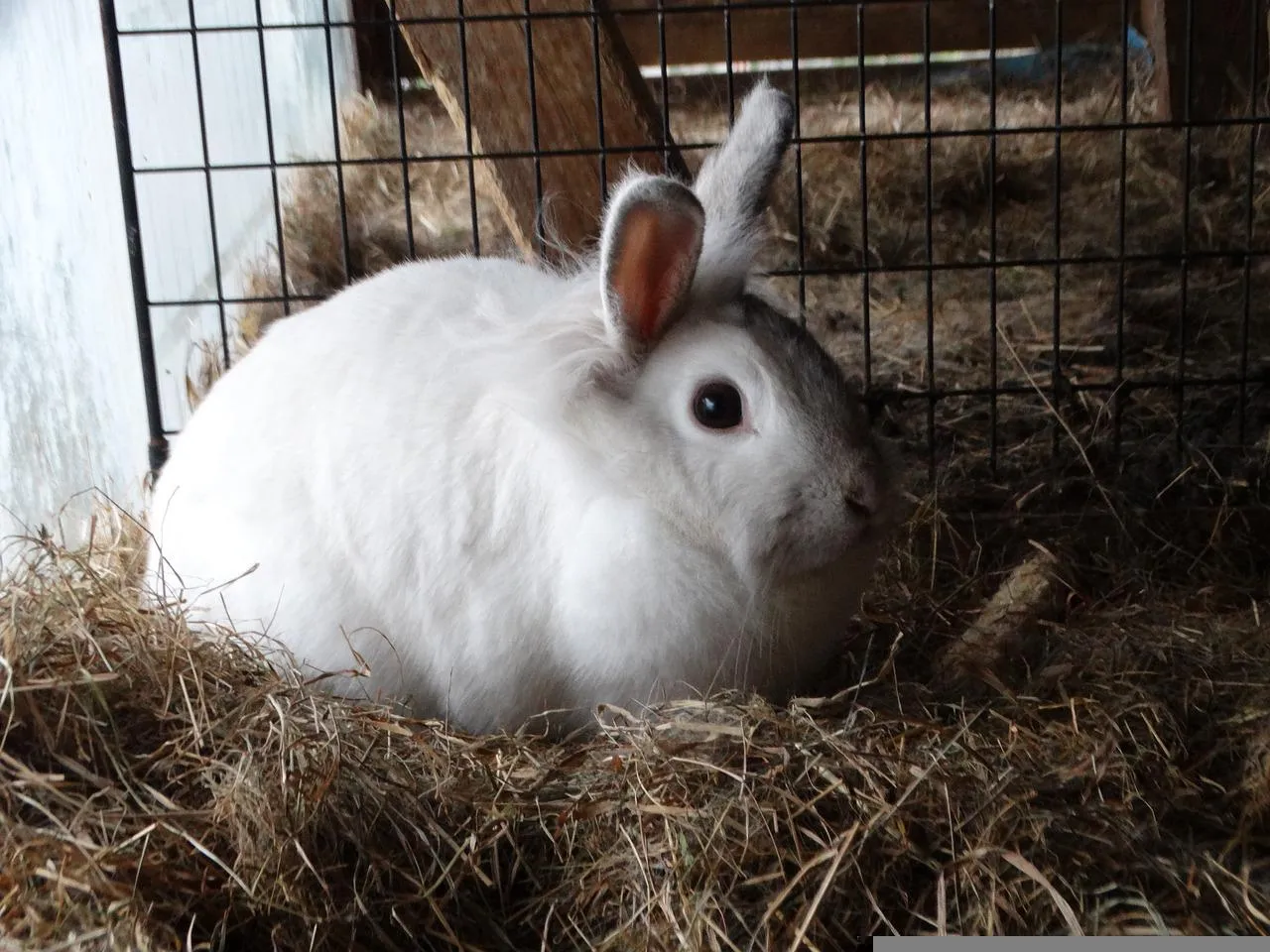 Biały kr&oacute;lik w słomie, wygląda na to, że jest w ciąży.