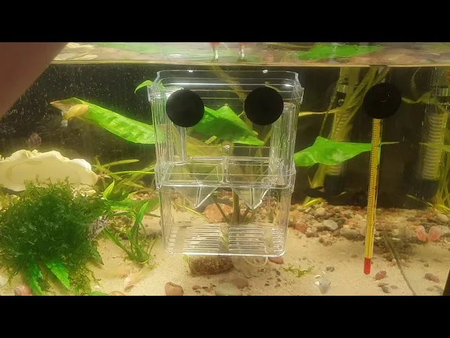 kotnik dla gupików z roślinami