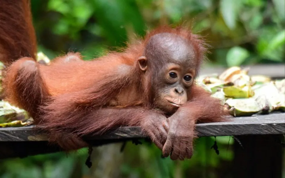 Orangutan Borneo w naturalnym środowisku