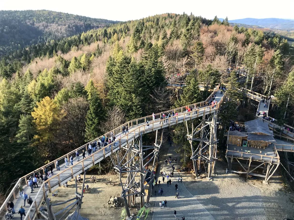 wieża widokowa w koronach drzew dla dzieci