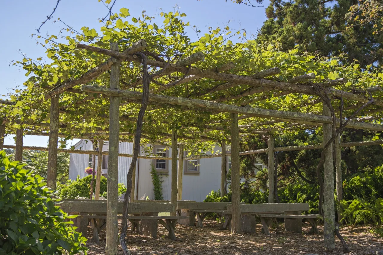 Drewniana pergola na winogron tworzy zacienione miejsce do odpoczynku. W tle widać budynek i bujną zieleń.