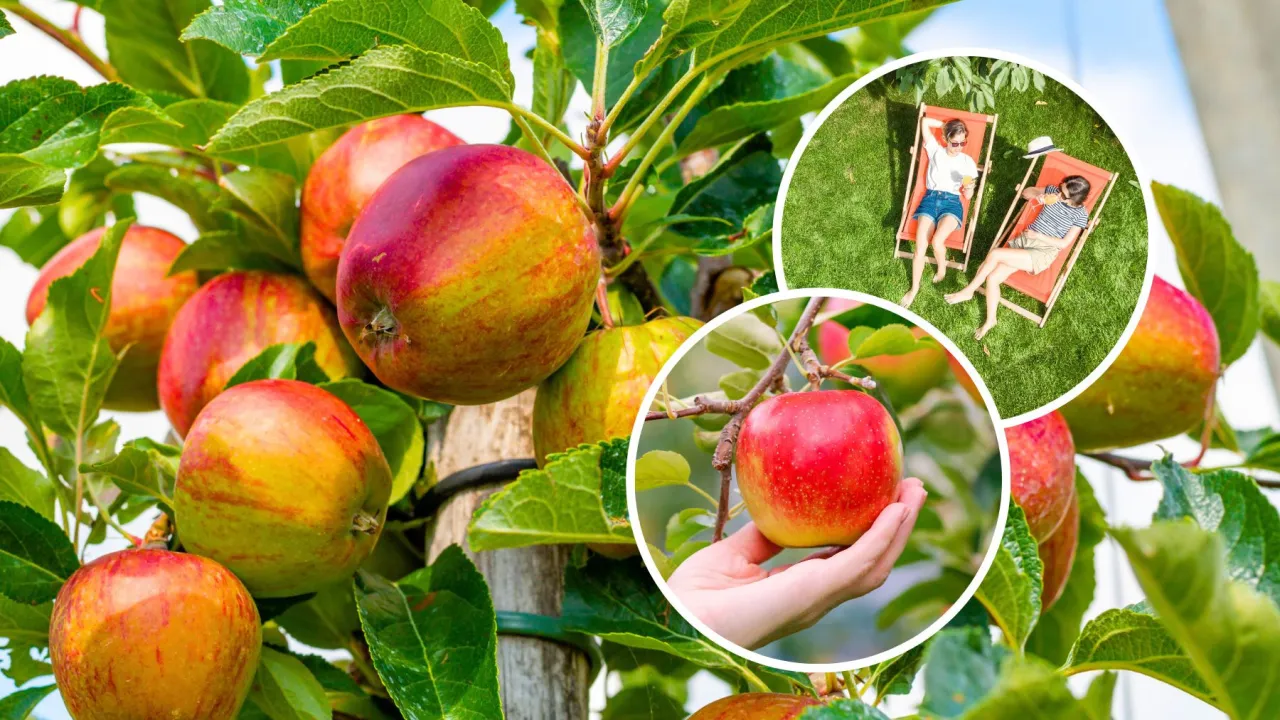 Wczesne odmiany jabłoni obfitują w soczyste owoce. W tle relaks na leżakach i zbieranie jabłek.