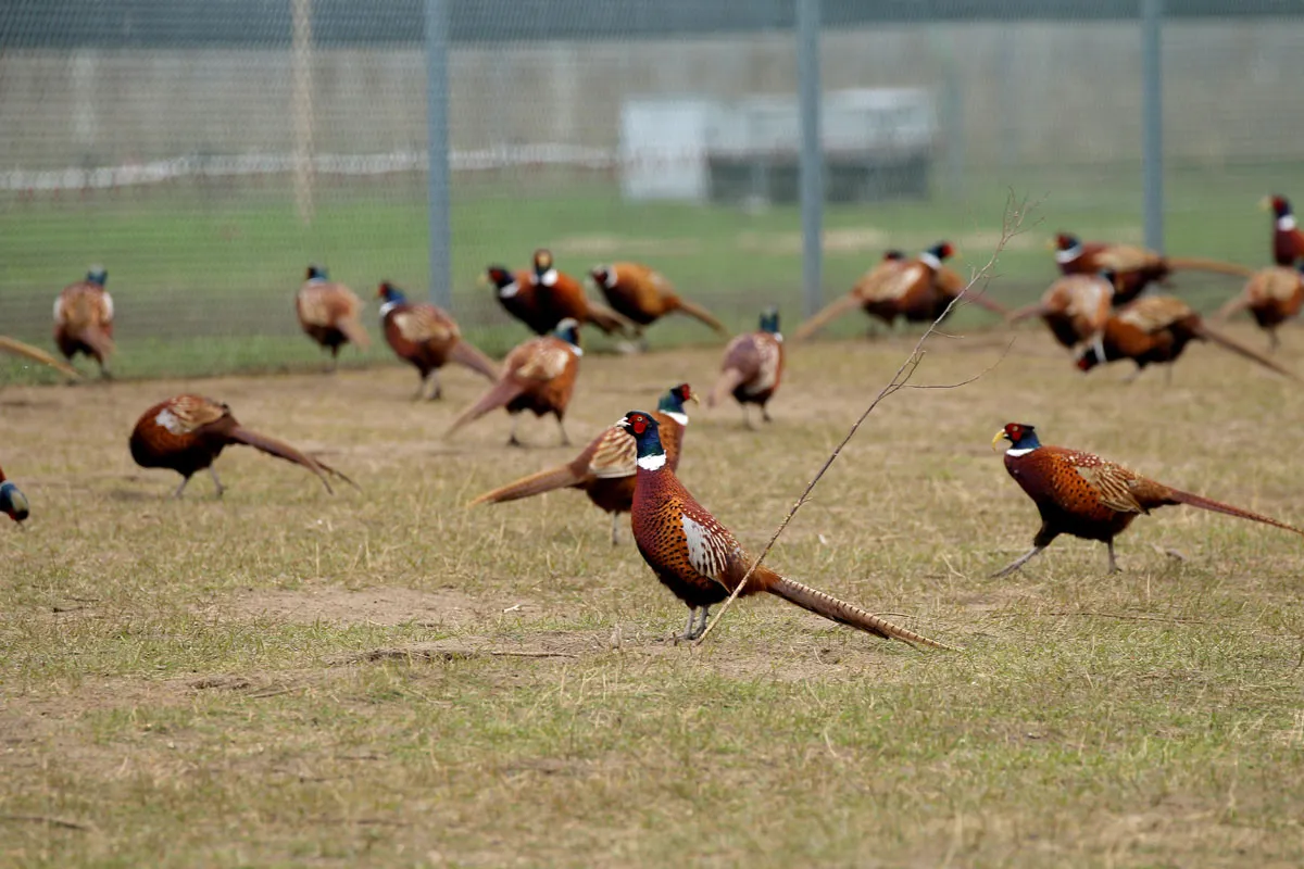 Bażanty w hodowli w wolierze