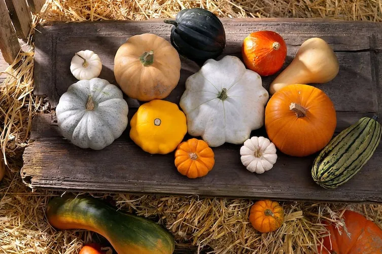 Verschiedene K&uuml;rbissorten f&uuml;r Suppe