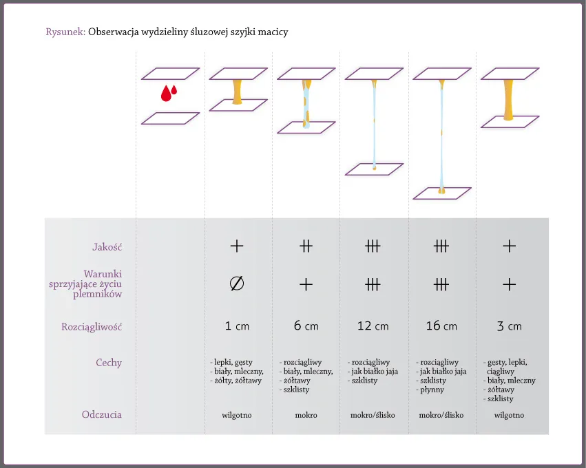 zmiany śluzu szyjkowego w cyklu menstruacyjnym wykres