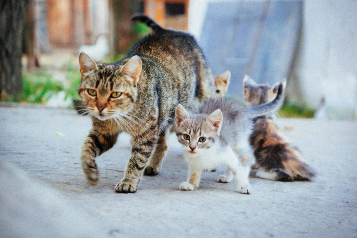 zestresowana kotka z małymi kociętami