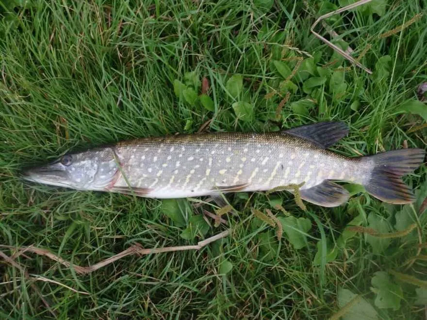 sandacz szczupak jezioro orłowskie