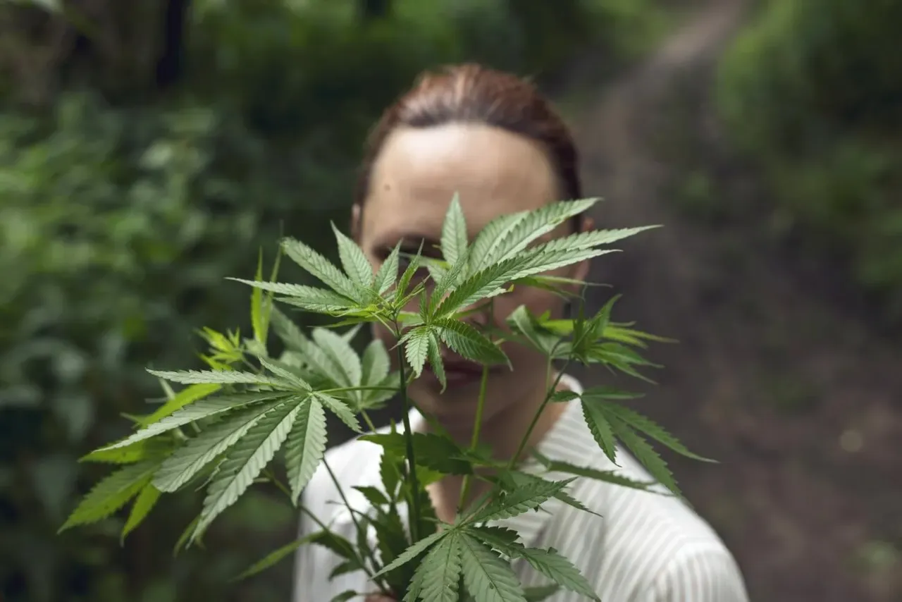 Tabela stężeń THC medyczna marihuana Polska