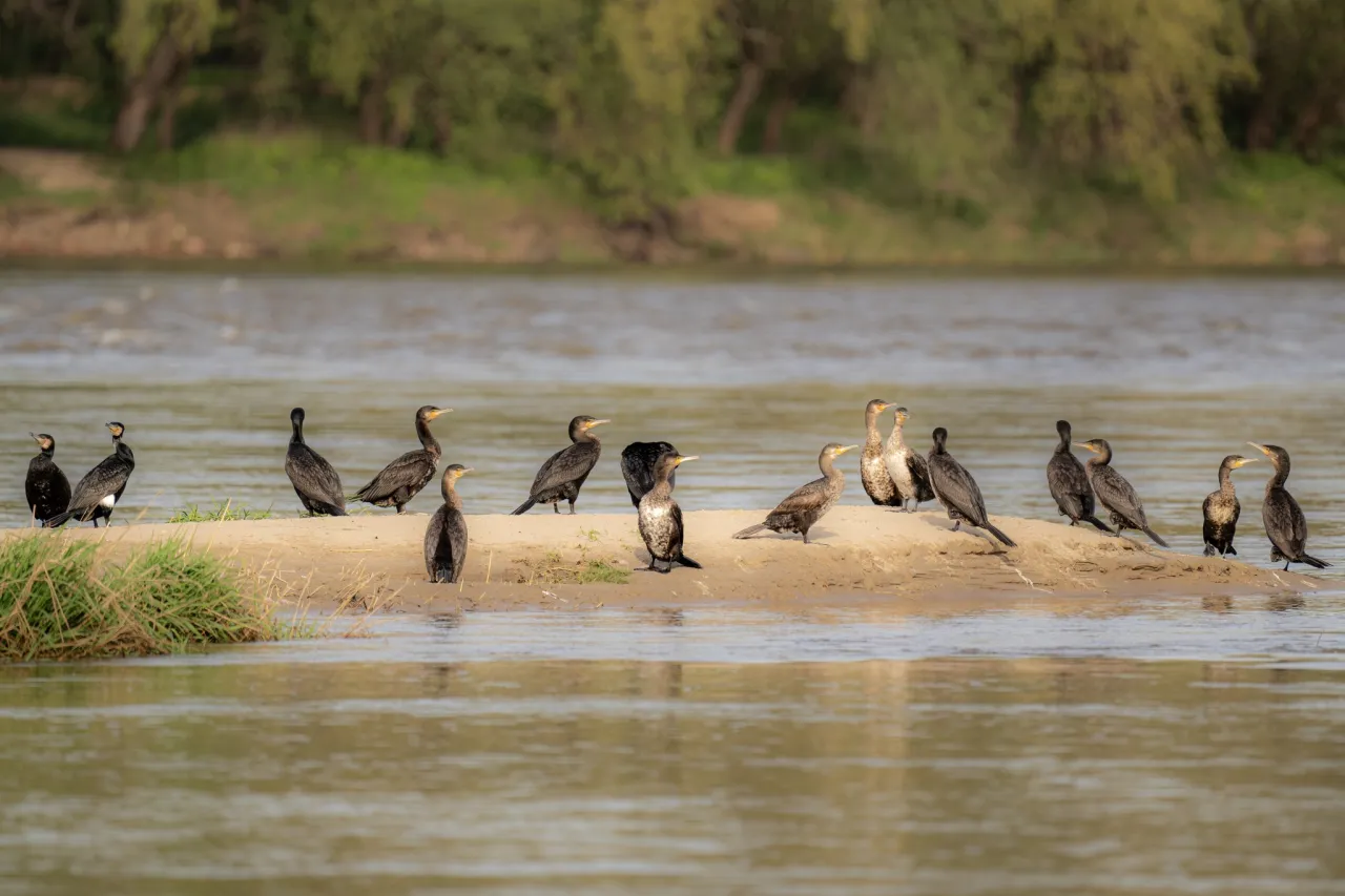 Stado kormoran&oacute;w odpoczywa na piaszczystej wyspie w rezerwacie przyrody Wisła.