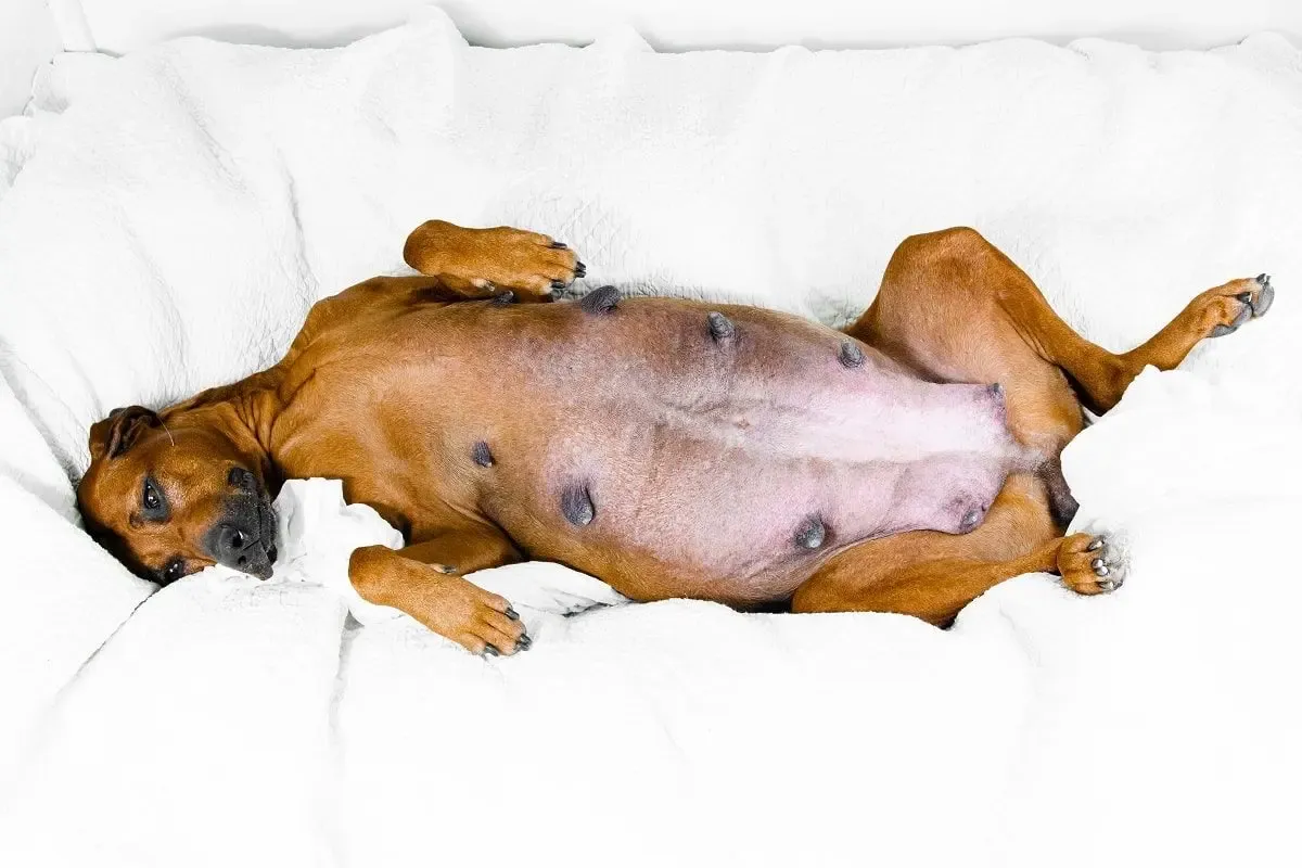 Brzuch suczki z widocznymi sutkami, sugerujący ciążę. Wiek, do jakiego suka może mieć szczeniaki, jest zmienny.