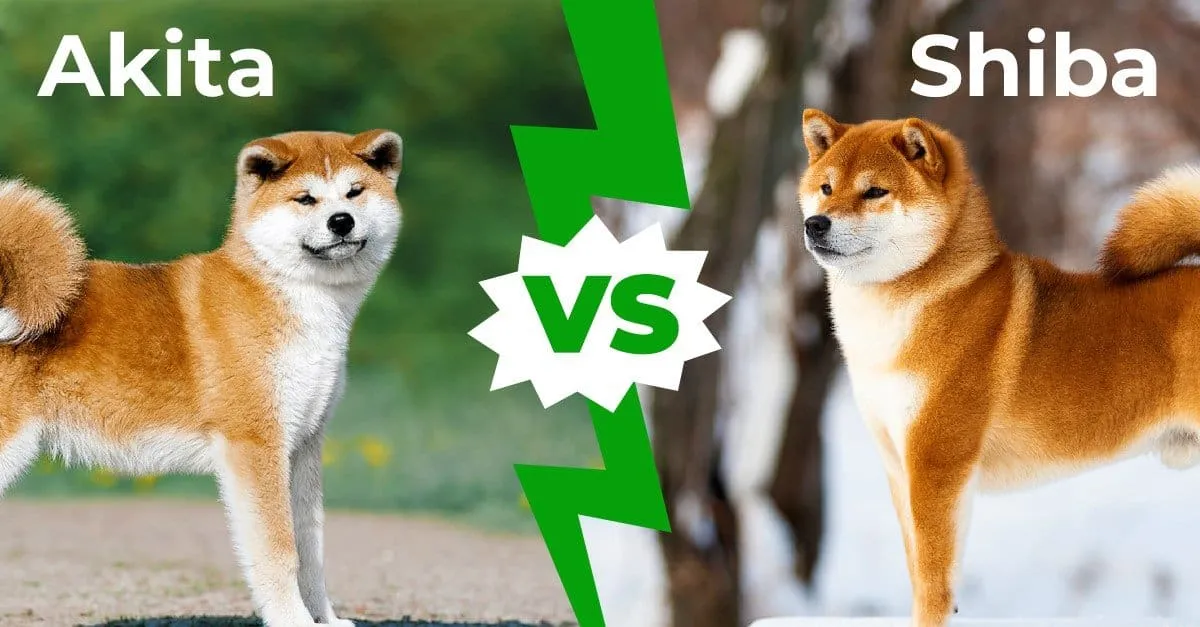 Akita Inu vs Shiba Inu por&oacute;wnanie rozmiar&oacute;w