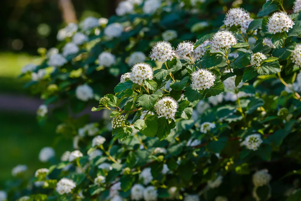 Pęcherznica na pniu żywopłot