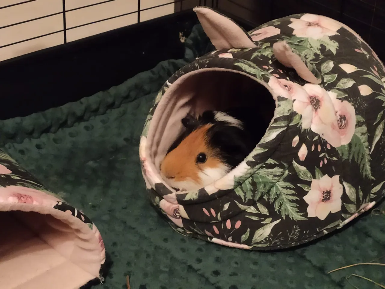 bezpieczne materiały domek świnka morska