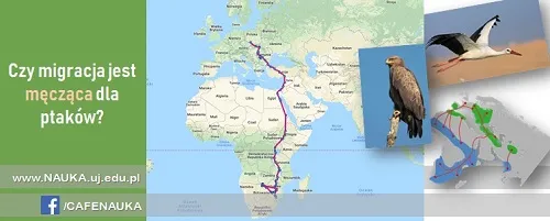 Mapa migracji ptaków z Polski, trasy przelotów jesiennych