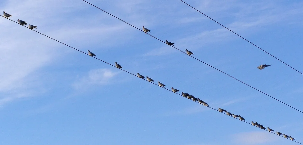 ptak na linii energetycznej