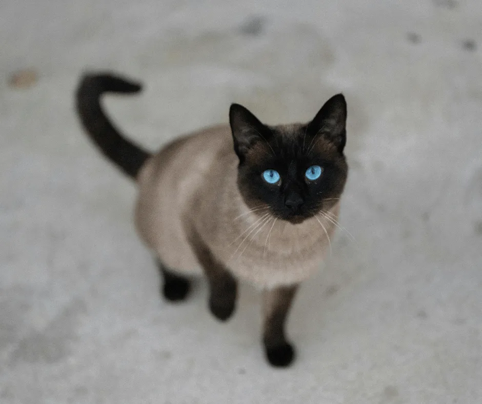 kot tonkijski bez rodowodu