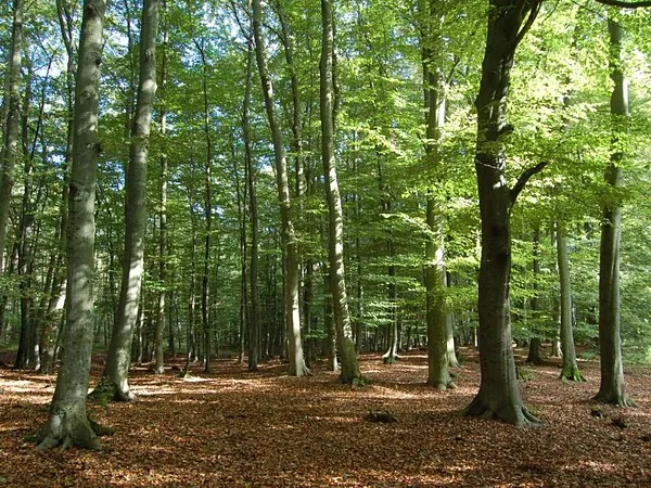 Mapa Rezerwatu Buki Mierzei Wiślanej na Mierzei Wiślanej