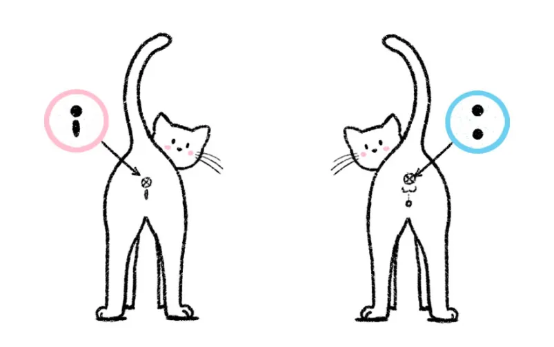 jak rozpoznać płeć małego kota grafika porównawcza