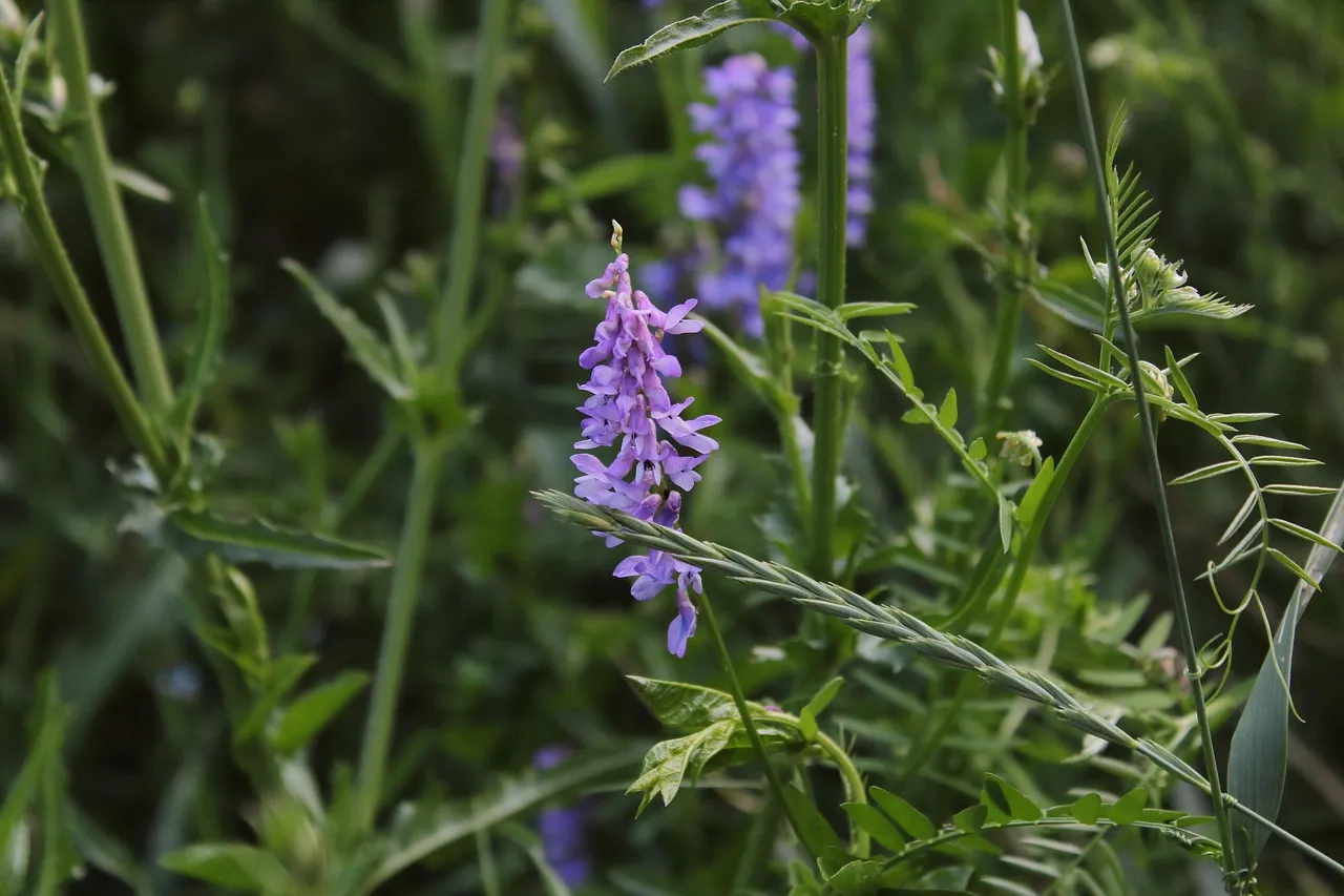chwasty zbożowe fioletowe kwiaty porównanie