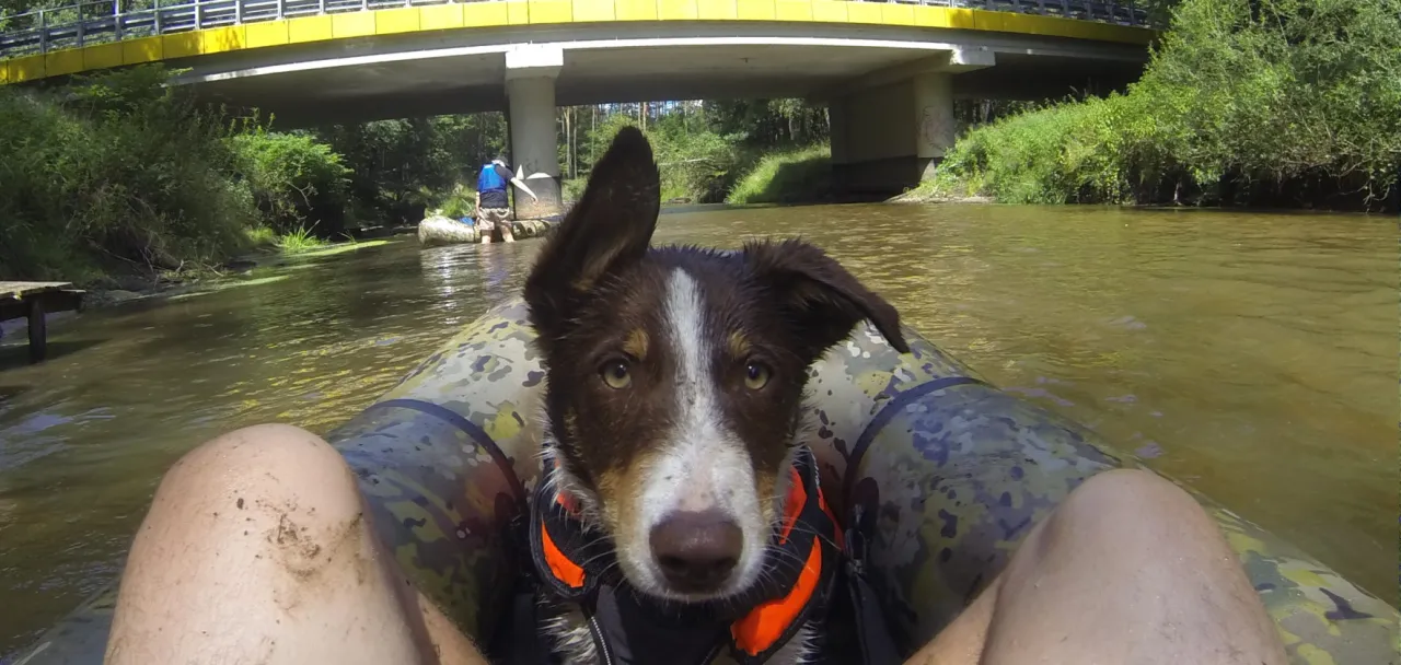 Pies pływający w jeziorze z obrożą