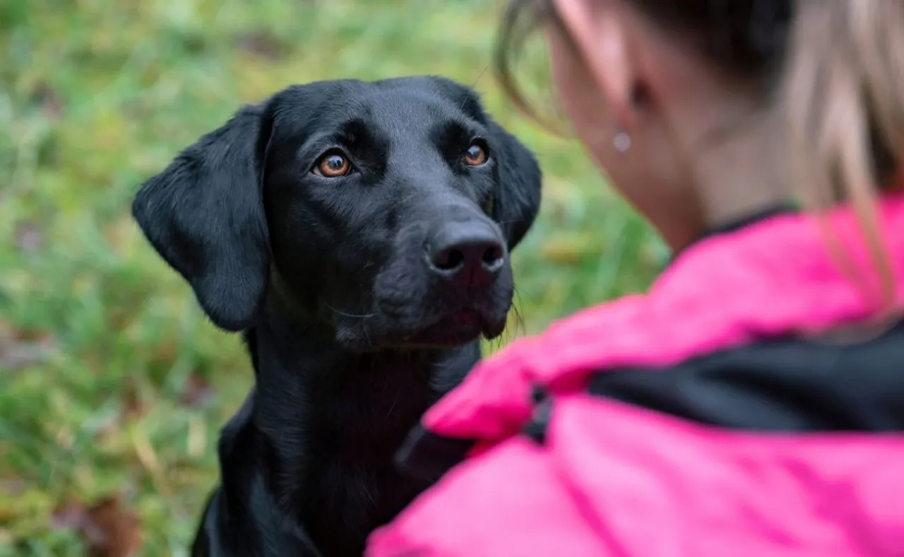 Pies m&oacute;wiący do właściciela wiersz
