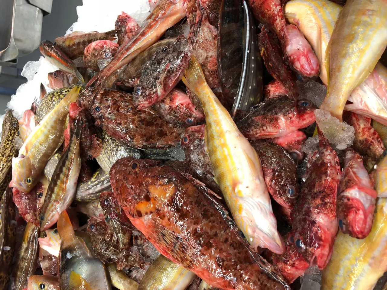 poissons de roche frais marché