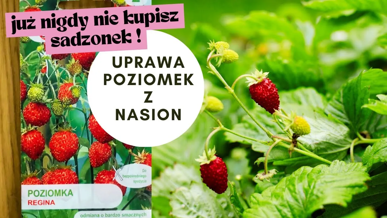 Zdjęcie Jak sadzić poziomki z nasion - proste kroki do udanej uprawy