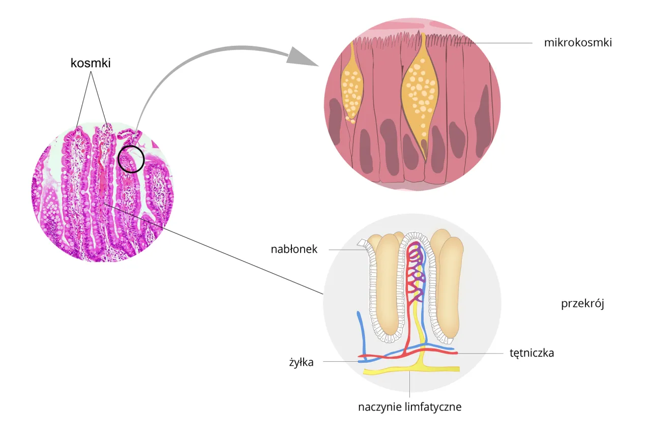 Przekr&oacute;j przez kosmek jelitowy świni, ukazujący nabłonek, mikrokosmki, naczynia krwionośne i limfatyczne.