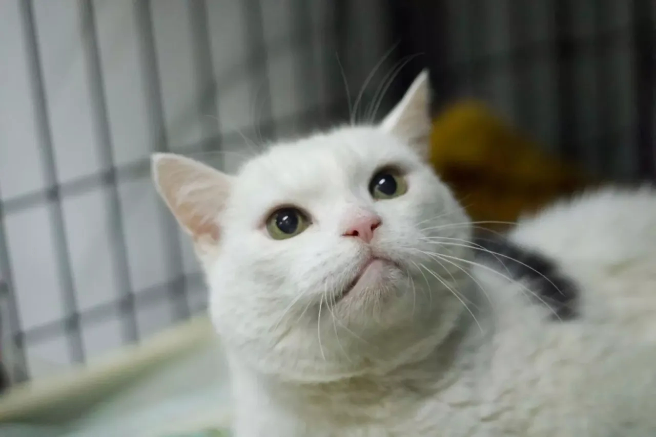 kot patrzy na kabanos