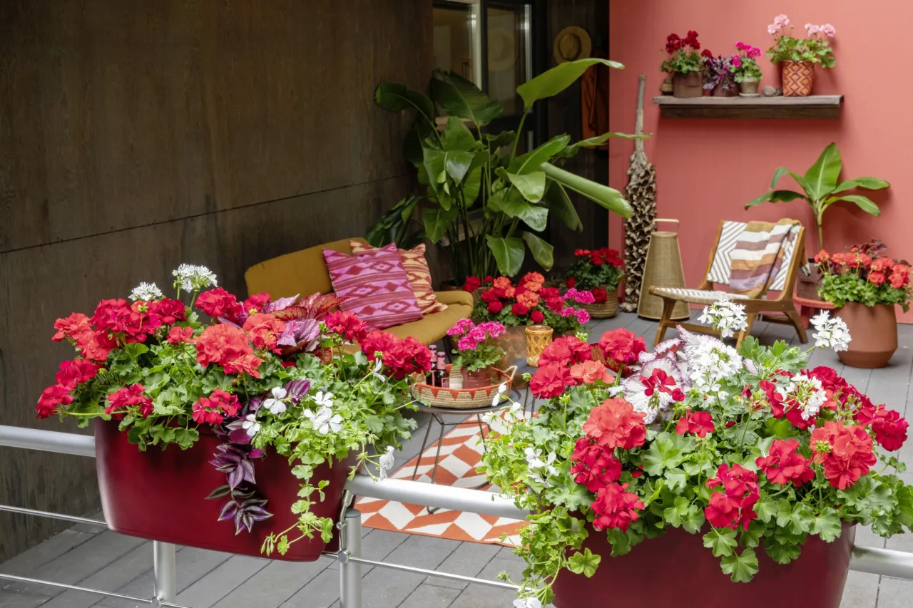 Balkon pełen życia: czerwone i białe pelargonie w bordowych donicach tworzą ciekawe kwiaty na balkon, obok ż&oacute;łtej sofy i fotela.