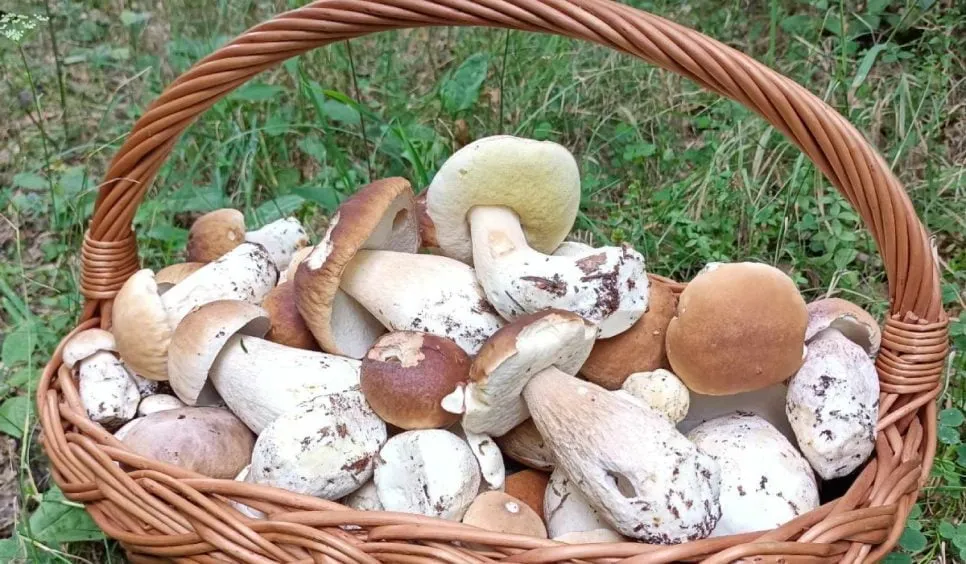 Pełny kosz grzybów w lesie