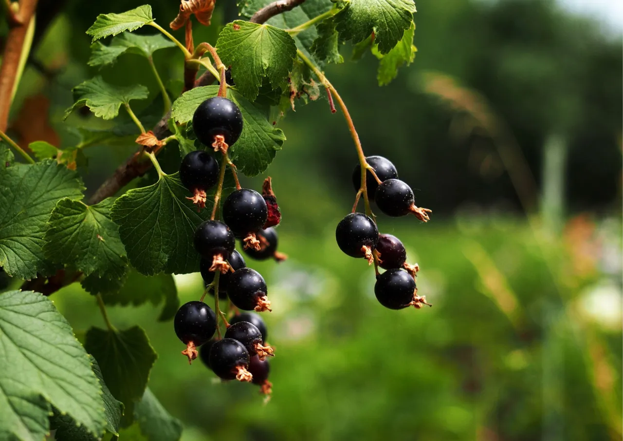 Kalendarz cięcia porzeczkoagrestu