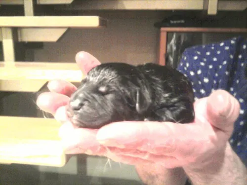 szczeniak z wzdętym brzuchem lub zdrowy szczeniak