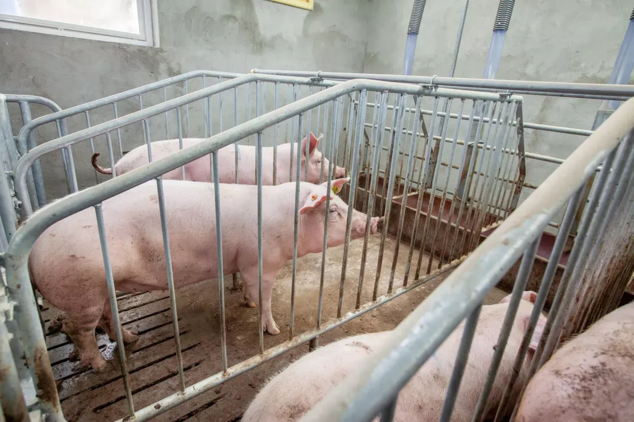 R&oacute;żowe świnie w zagrodach, przygotowane do krycia. Widać metalowe ogrodzenia i koryta na paszę.