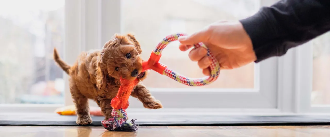 r&oacute;żne rodzaje gryzak&oacute;w dla szczeniąt