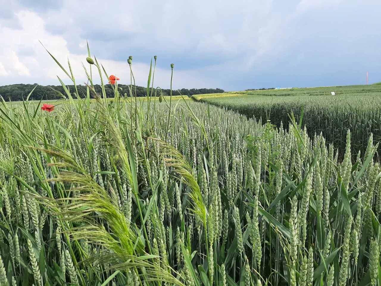 płodozmian rolnictwo