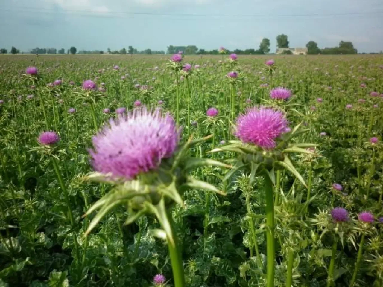 ostropest plamisty roślina