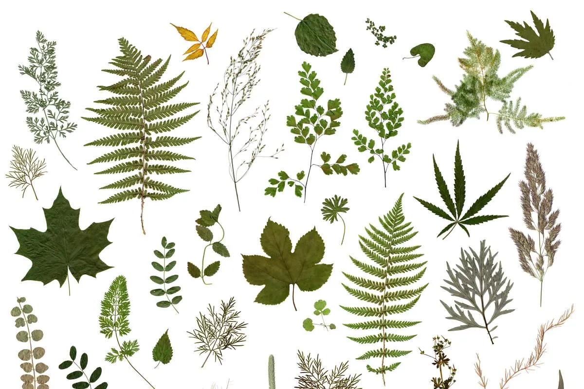 przykładowe rośliny do zielnika szkolnego