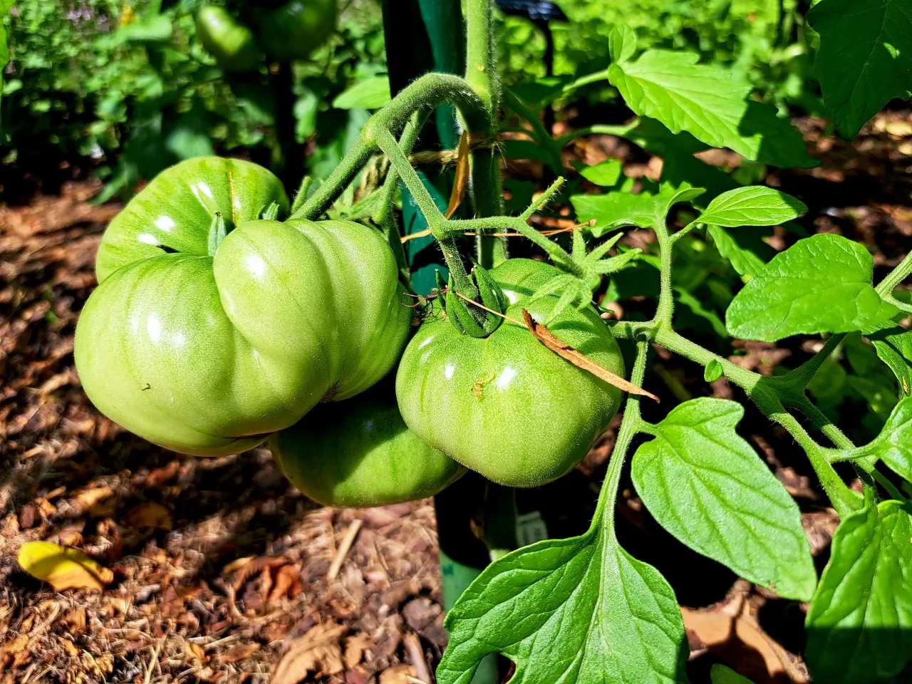 Zielone pomidory na krzaku, gotowe do wzrostu dzięki odpowiedniemu nawożeniu, np. siarczanem potasu pod pomidory.