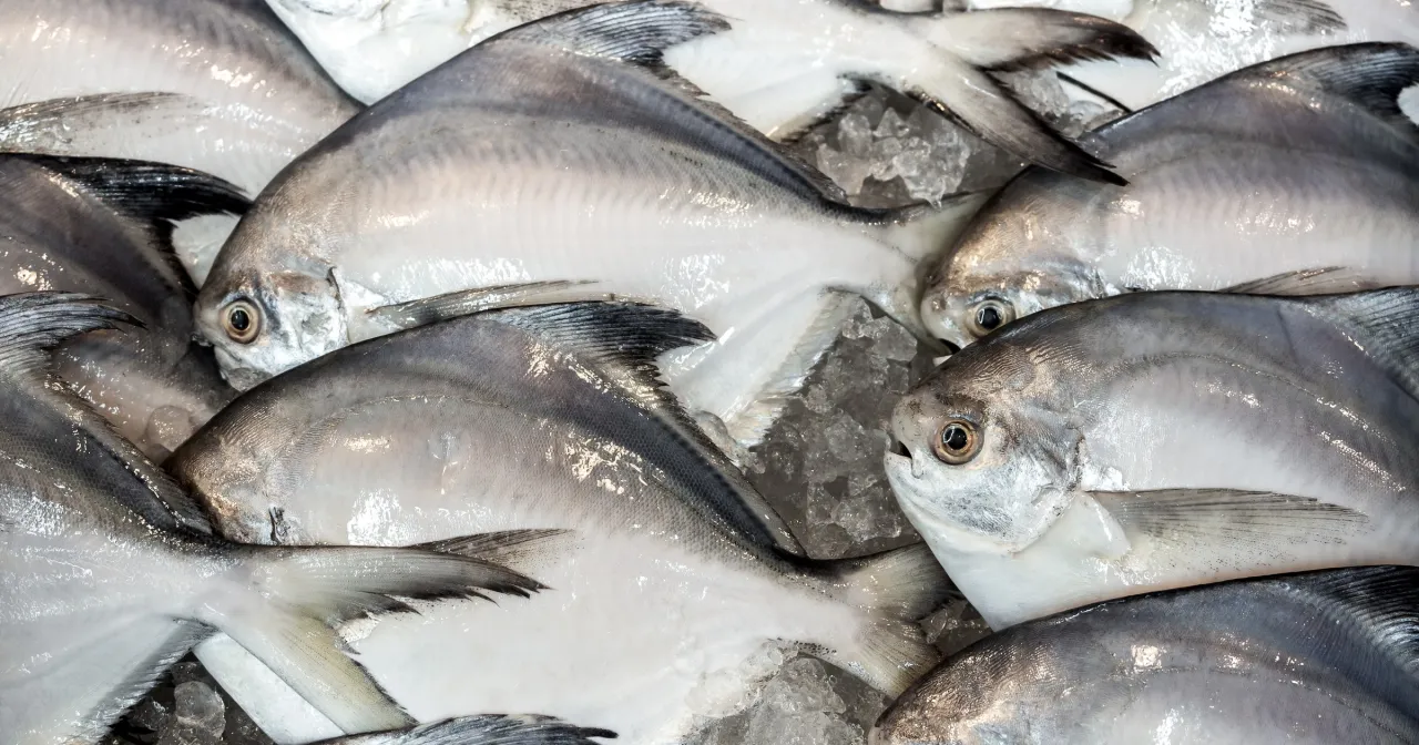 Eskolar ryba kostropak oilfish