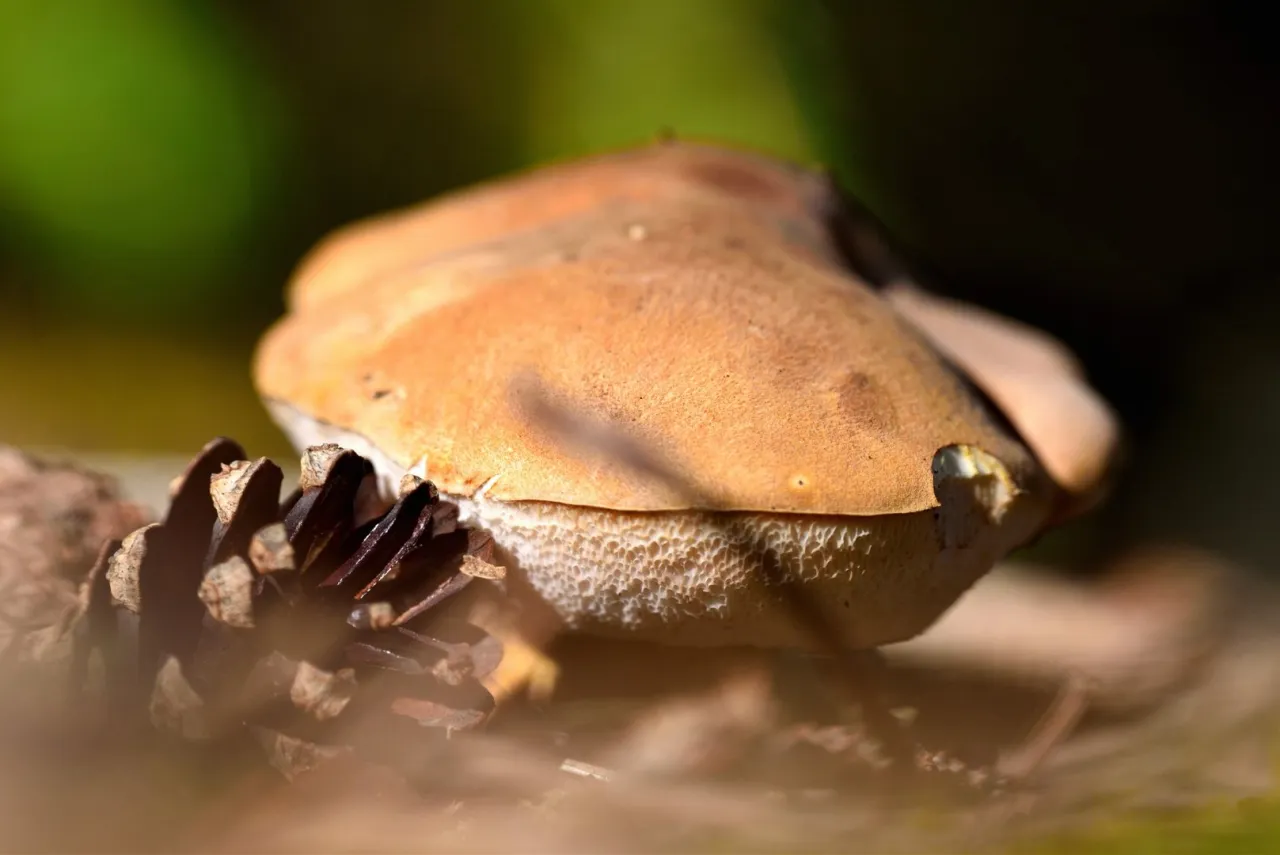 Brązowy kapelusz grzyba kozaka z białawym, gąbczastym hymenoforem, obok szyszki.