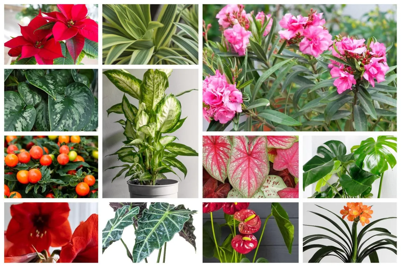 Toksyczne rośliny doniczkowe dla dzieci i zwierząt