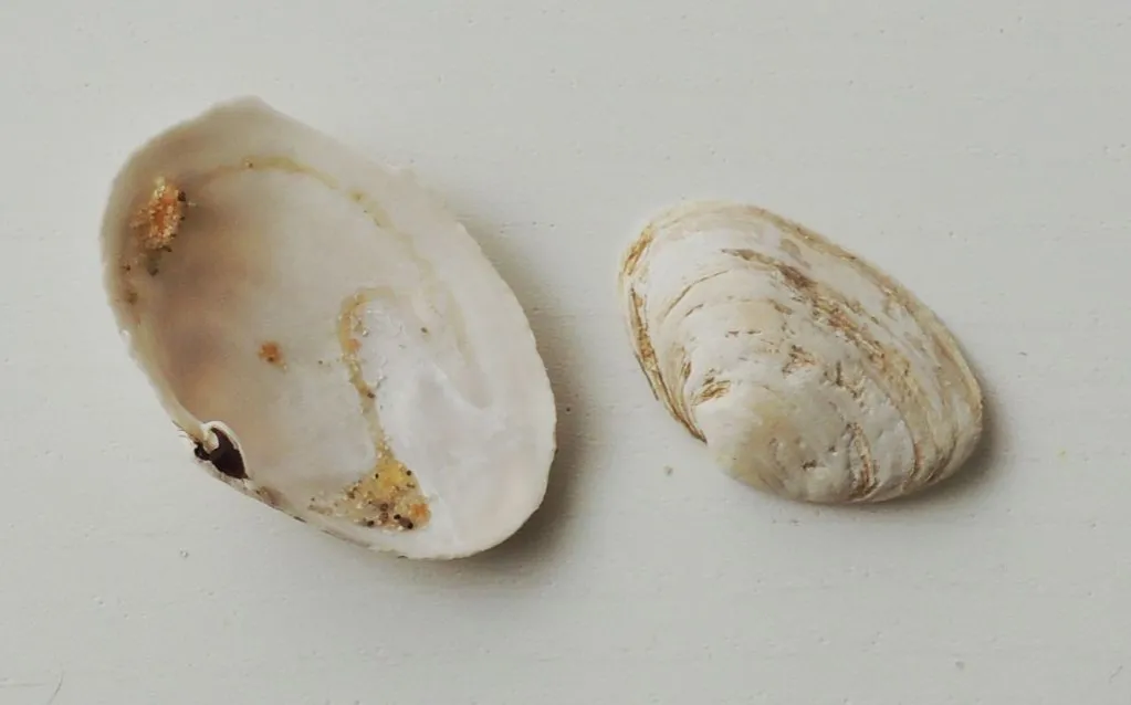 najpopularniejsze muszle bałtyckie serc&oacute;wka rogowiec małgiew omułek