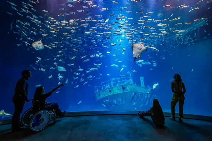 Ozeaneum Stralsund wnętrze akwaria
