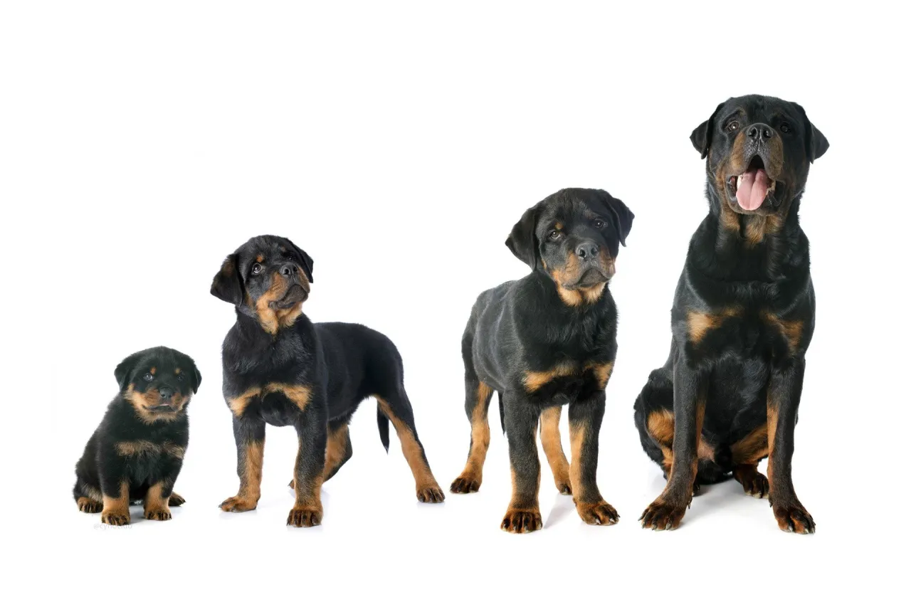 pies szczeniak dorosły porównanie