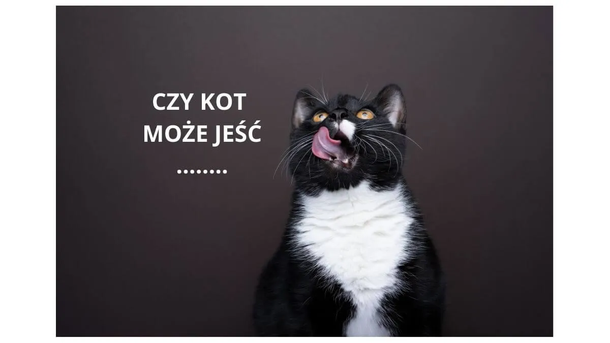 kot i pistacje zagrożenia