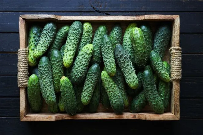 świeże og&oacute;rki gruntowe do kiszenia, r&oacute;żne odmiany og&oacute;rk&oacute;w